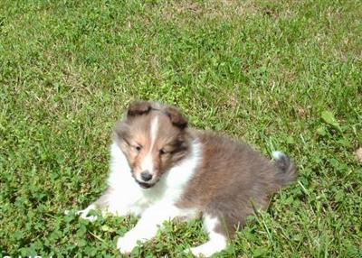 sheltie puppies for sale